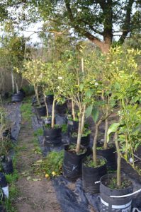 arboles-frutales-para-plantar-todo-el-ano-d_nq_np_141211-mlu20494259795_112015-f